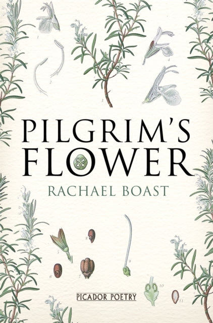 Pilgrim's Flower-9781447242178