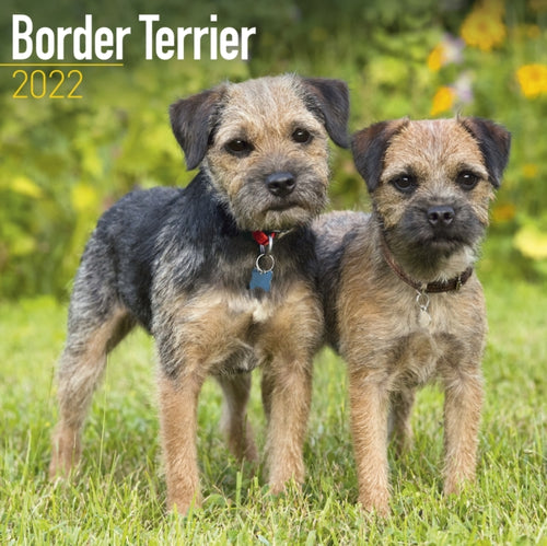 Border Terrier 2022 Wall Calendar-9781839411380